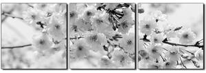 Slika na platnu - Trešnjin cvijet - panorama 5279QB (90x30 cm)