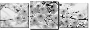 Slika na platnu - Trešnjin cvijet - panorama 5279QD (90x30 cm)