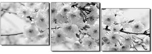 Slika na platnu - Trešnjin cvijet - panorama 5279QE (90x30 cm)