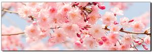 Slika na platnu - Trešnjin cvijet - panorama 5279A (105x35 cm)