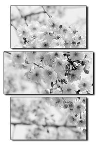 Slika na platnu - Trešnjin cvijet - pravokutnik 7279QC (90x60 cm)