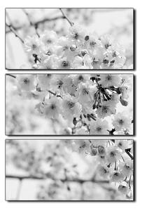 Slika na platnu - Trešnjin cvijet - pravokutnik 7279QB (90x60 cm )