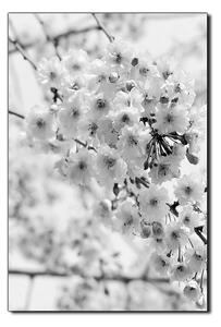 Slika na platnu - Čerešňový kvet - obdĺžnik 7279QA (90x60 cm )