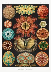 Reprodukcija Ascidiae–Seescheiden, Ernst Haeckel