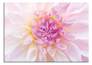 Zidni ukras Pink spring