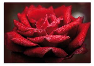 Zidni ukras Rosa in rosso