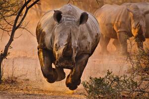 Fotografija Rhino learning to fly, Justus Vermaak