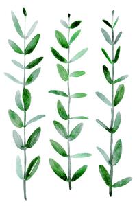 Ilustracija Watercolor eucalyptus parvifolia, Blursbyai, (30 x 40 cm)