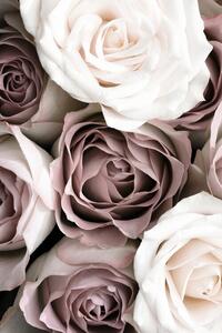 Fotografija Roses, Studio Collection, (26.7 x 40 cm)