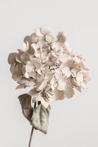 Fotografija Beige dried flower, Studio Collection, (26.7 x 40 cm)