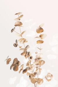 Ilustracija Eucalyptus Creative Gold 03, Studio Collection