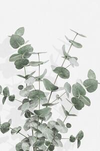Ilustracija Eucalyptus Creative 16, Studio Collection