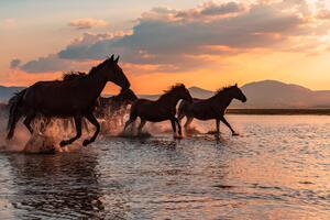 Fotografija WATER HORSES, BARKAN TEKDOGAN, (40 x 26.7 cm)