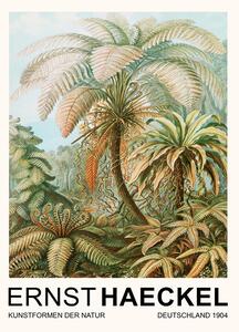 Reprodukcija Filicinae–Laubfarne / Rainforest Trees (Vintage Academia) - Ernst Haeckel, (30 x 40 cm)