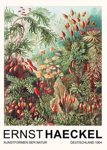 Reprodukcija Muscinae–Laubmoose / Rainforest Plants (Vintage Academia) - Ernst Haeckel, (30 x 40 cm)