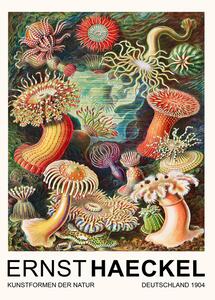 Reprodukcija Actiniae–Seeanemonen / Sea Anemones (Vintage Academia) - Ernst Haeckel