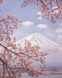 Fotografija Mt. Fuji in the cherry blossoms, Makiko Samejima, (30 x 40 cm)
