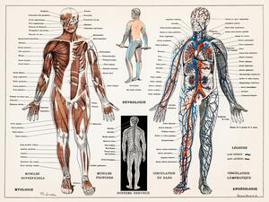 Ilustracija Antique Illustration of the Human Nervous & Muscular System