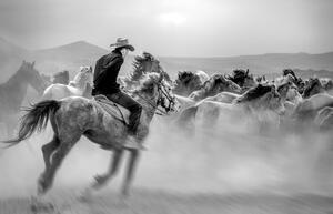 Fotografija Running Horses, Yabani atlar Mustafa, (40 x 26.7 cm)