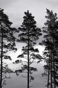 Fotografija Swedish Trees, Mareike Böhmer
