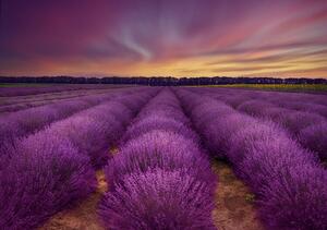 Fotografija Lavender field, Nikki Georgieva V