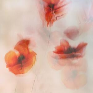 Ilustracija Painted poppies, Nel Talen
