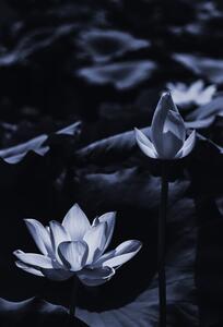Fotografija Midsummer lotus, Sunao Isotani