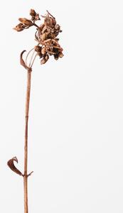 Fotografija Dried brown plant 2, Studio Collection, (26.7 x 40 cm)
