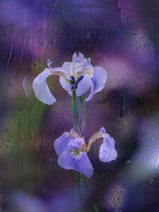 Fotografija Iris in rain, YoungIl Kim, (30 x 40 cm)