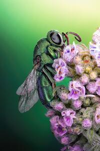 Fotografija Cuckoo wasp, Sherif Abdallah, (26.7 x 40 cm)