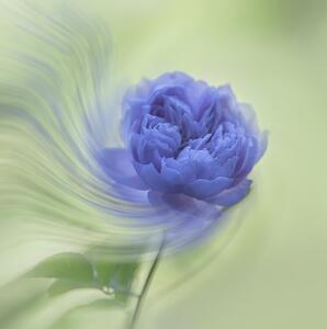 Fotografija Blue rose, Judy Tseng