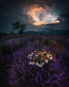 Fotografija Lavender, Jeni Madjarova