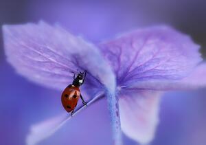 Fotografija Ladybird on purple hydrangea, Ellen van Deelen