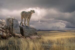 Fotografija Cheetah View, Marcel Egger