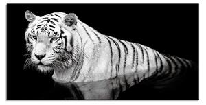 Zidni ukras Tigre in acqua