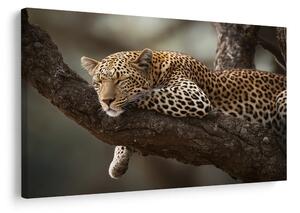 Slika leopard odmara na stablu