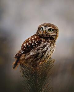 Fotografija Morning with owl, Michaela Firesova, (30 x 40 cm)