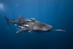 Fotografija Whale shark, Barathieu Gabriel