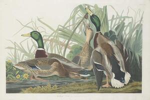 John James (after) Audubon - Reprodukcija umjetnosti Mallard Duck, 1834, (40 x 26.7 cm)