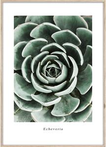 Slika 50x70 cm Echeveria – Styler