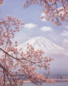 Umjetnička fotografija Mt. Fuji in the cherry blossoms, Makiko Samejima, (30 x 40 cm)