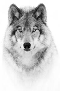 Umjetnička fotografija Portrait of a Timber Wolf, Jim Cumming, (30 x 40 cm)