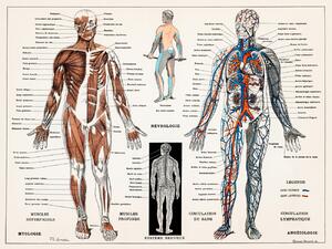 Ilustracija Antique Illustration of the Human Nervous & Muscular System, (40 x 30 cm)