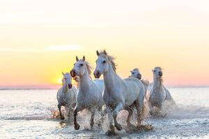 Fotografija Camargue white horses running in water at sunset, Peter Adams
