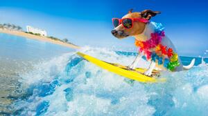 Fotografija dog surfing on a wave, damedeeso, (40 x 22.5 cm)