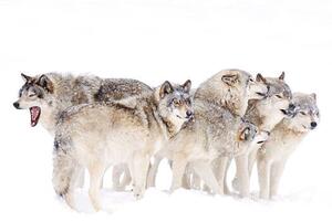 Fotografija Timber wolf family, Jim Cumming, (40 x 26.7 cm)
