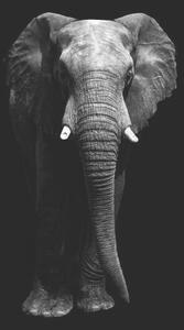 Umjetnička fotografija Isolated elephant standing looking at camera, Aida Servi, (26.7 x 40 cm)