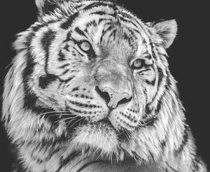 Fotografija Powerful high contrast black and white tiger face, Kagenmi, (40 x 26.7 cm)