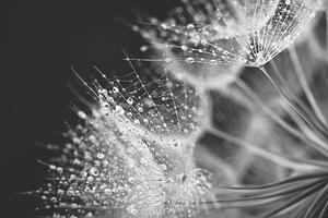 Fotografija Dandelion seed with water drops, Jasmina007