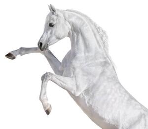 Umjetnička fotografija White Arabian horse rearing up., Abramova_Kseniya, (40 x 35 cm)